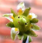  Flower with 2 fertile stamens and 6 staminodes